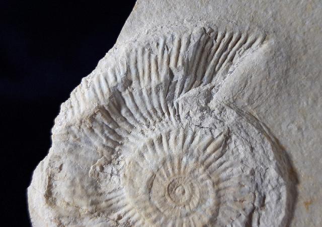 Subplanites rueppelianum QUENSTEDT 1888 - Bild © FossNet FossilienStore